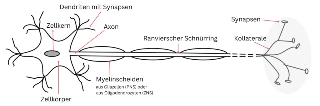 Nervenzelle